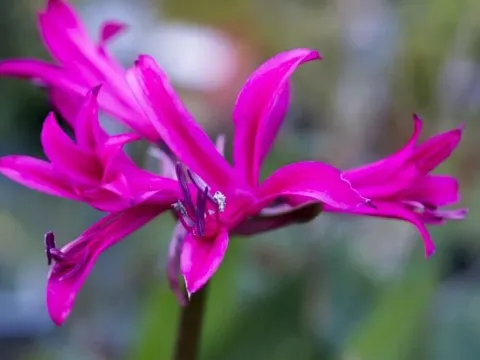 Amarine tubergenii