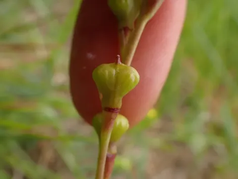 Camelina