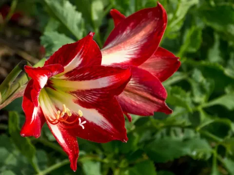 Amaryllis