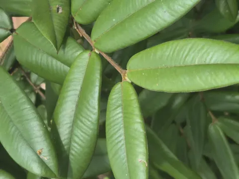 Jaboticaba