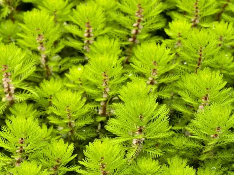 Watermilfoil