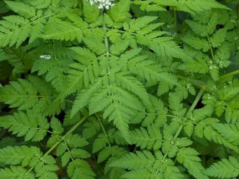 Sweet Cicely