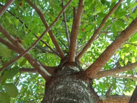 Мускатник душистый