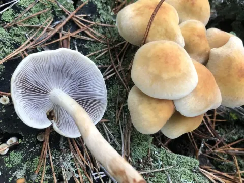 Naematoloma