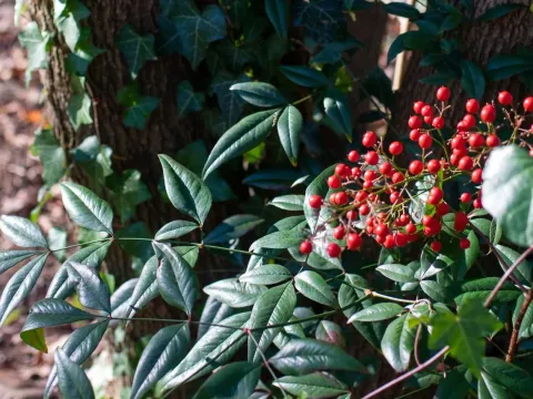 Nandina