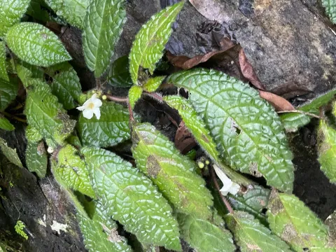Nautilocalyx