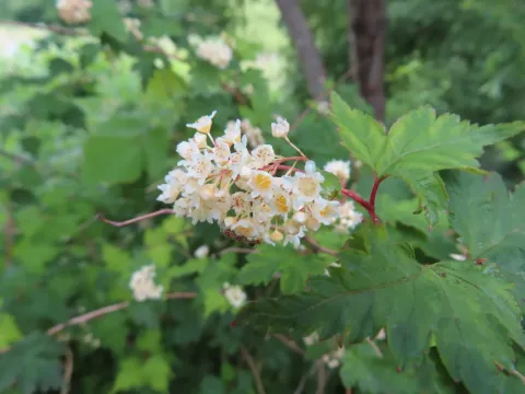 Neillia