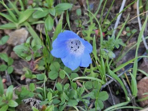 Nemophila