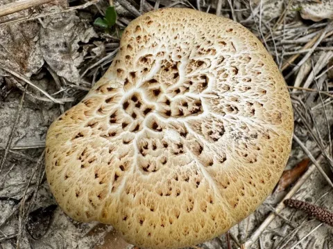 Neolentinus