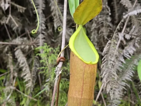 Nepenthes