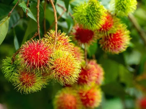 Rambutan