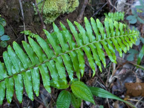 Nephrolepis
