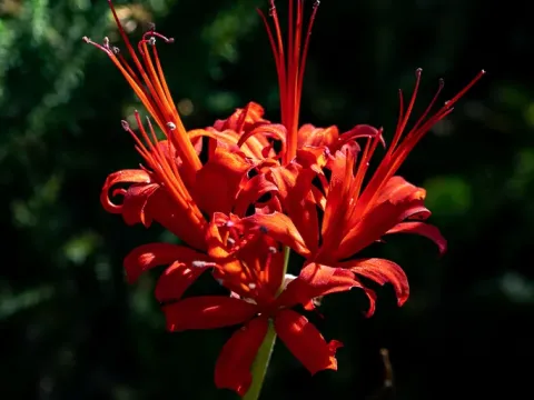 Нерине