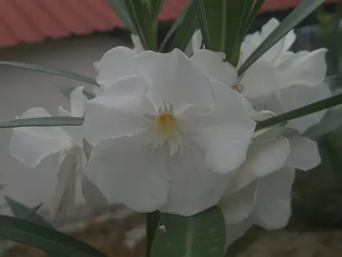 Oleander