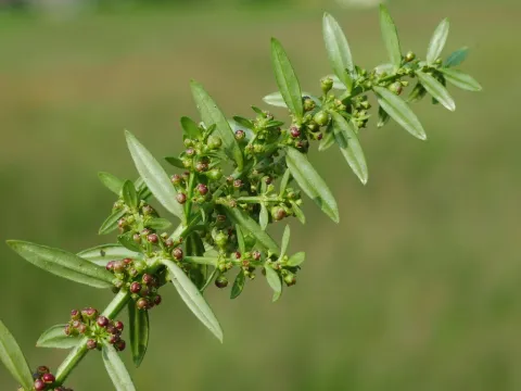 Аммания