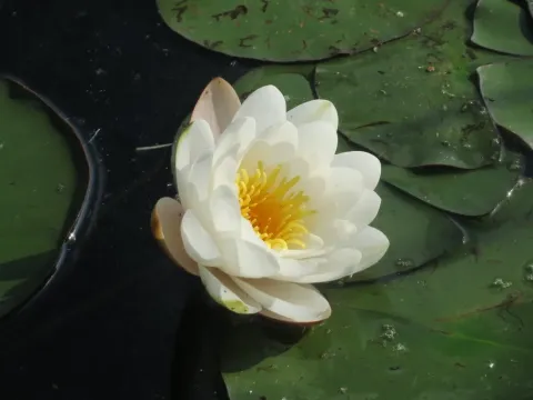 Nymphaea