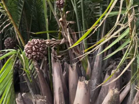 Nypa