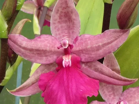 Odontonia