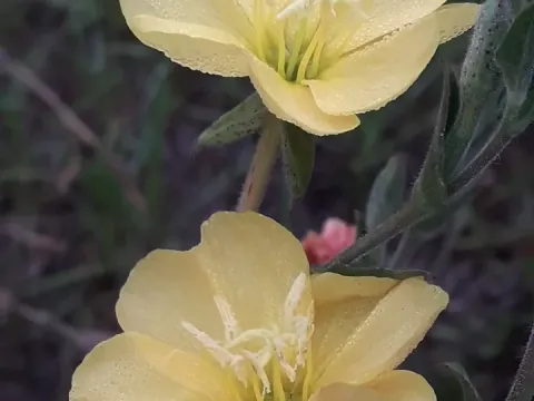 Evening primrose