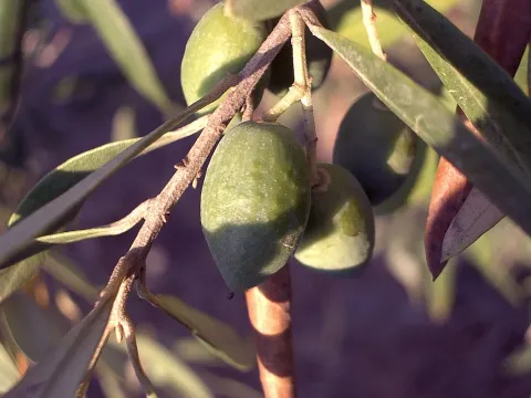 Olive