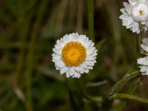 Ammobium
