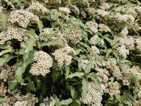 Olearia