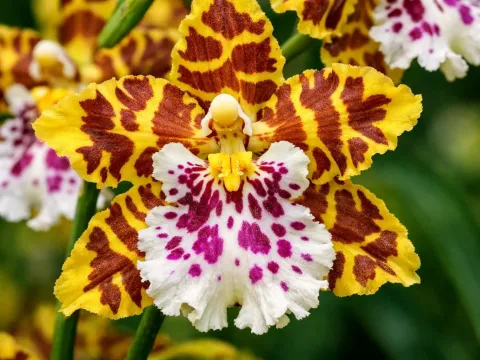 Oncidium