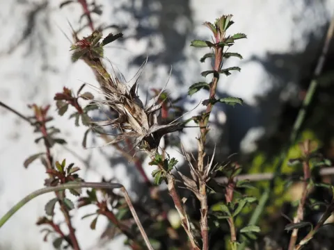 Ononis minutissima