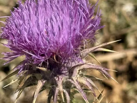 Argolic cotton thistle