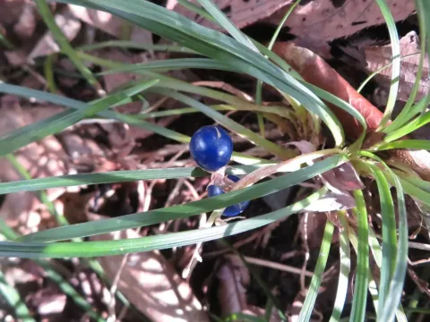 Ophiopogon