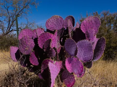 Opuntia