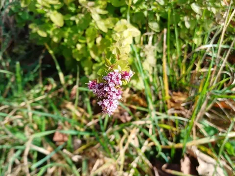 Oregano