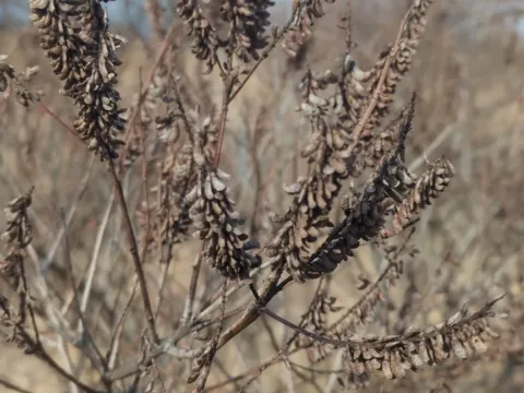 Аморфа шафранно-шерстиста