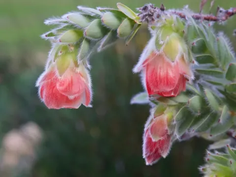 Orothamnus