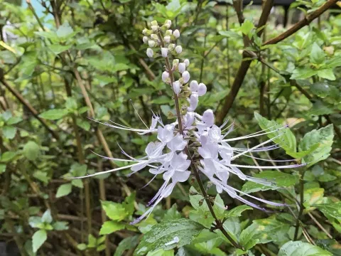 Orthosiphon stamineus