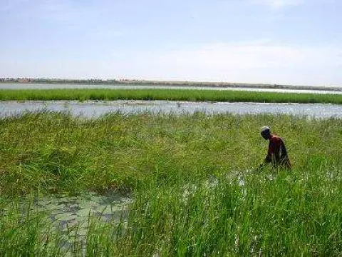 Barth's rice