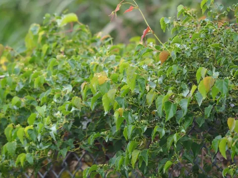 Ampelopsis