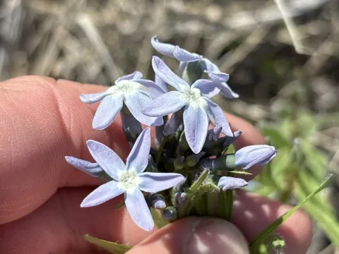 Amsonia