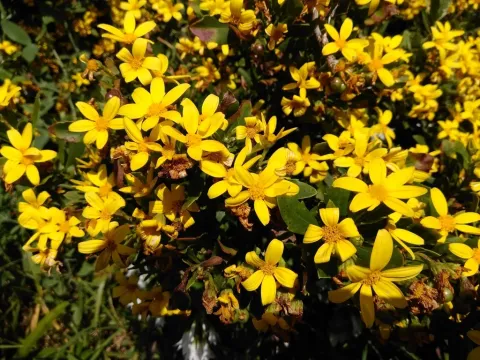Osteospermum