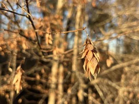 Hop-hornbeam