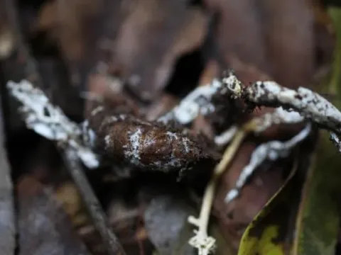 Paecilomyces