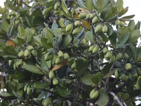 Palaquium
