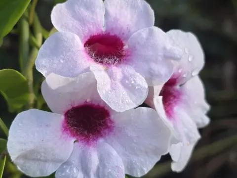 Bower vine