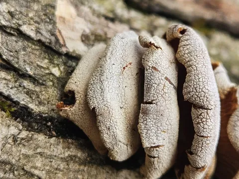 Panellus