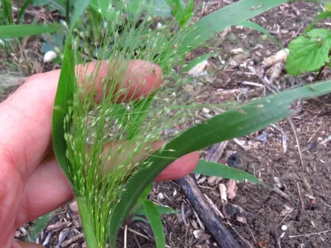 Witchgrass