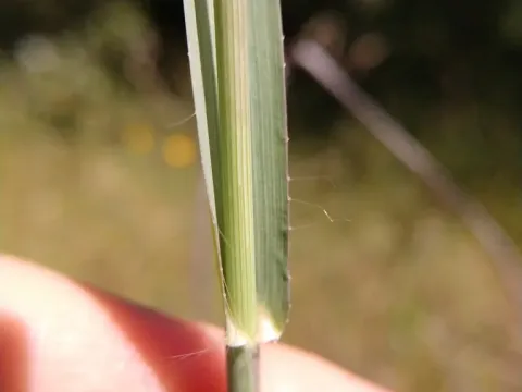 Coolah grass