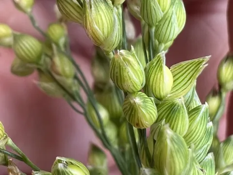 Proso millet