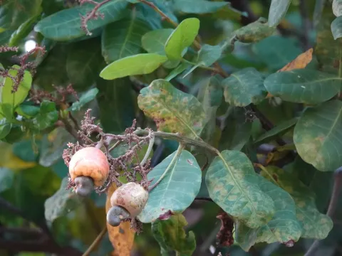 Anacardium othonianum