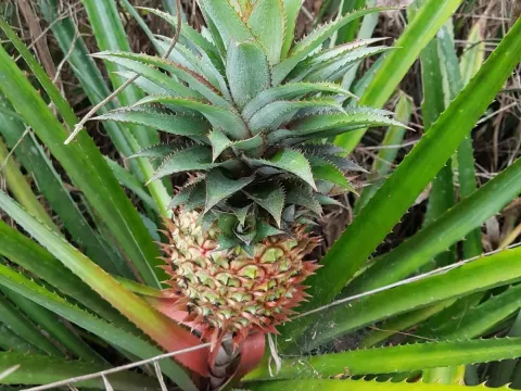 Pineapple