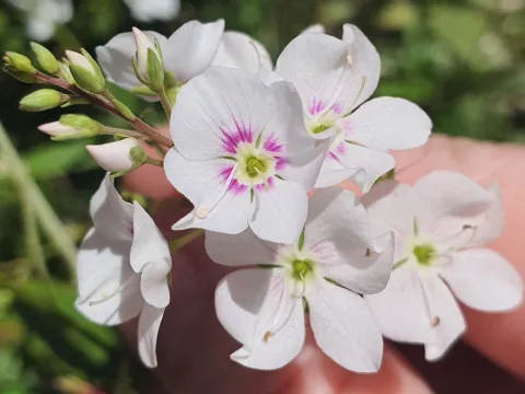 Veronica catarractae